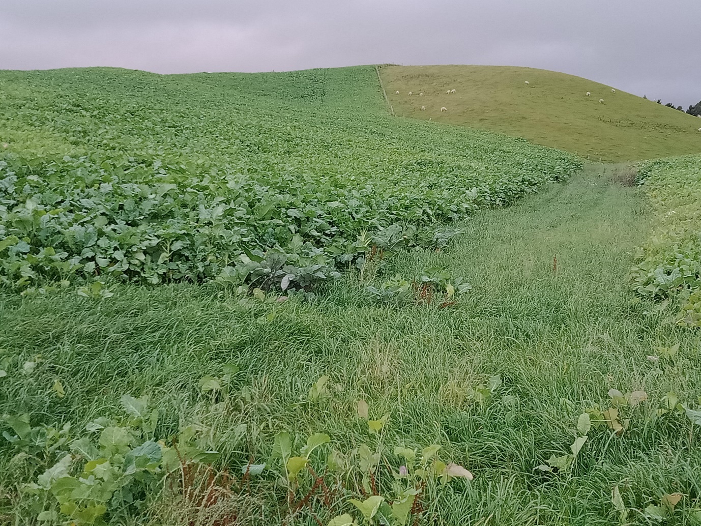 Leafy crop on a hill with a approx. 1 meter grass strip between two crop sections.