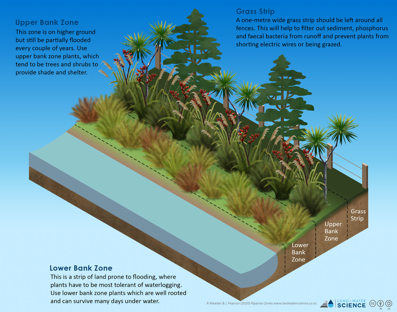 3D-diagram of a riverside and markers for three different zones, showing plants decreasing in size as they get nearer the riverside.