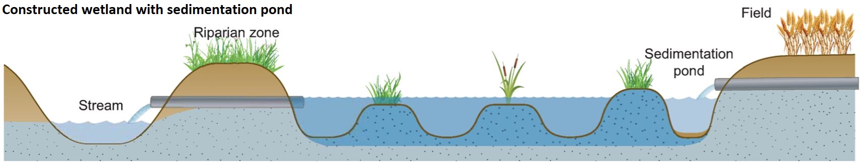 Schematic of a sediment pond and constructed wetland at the end of a field tile.