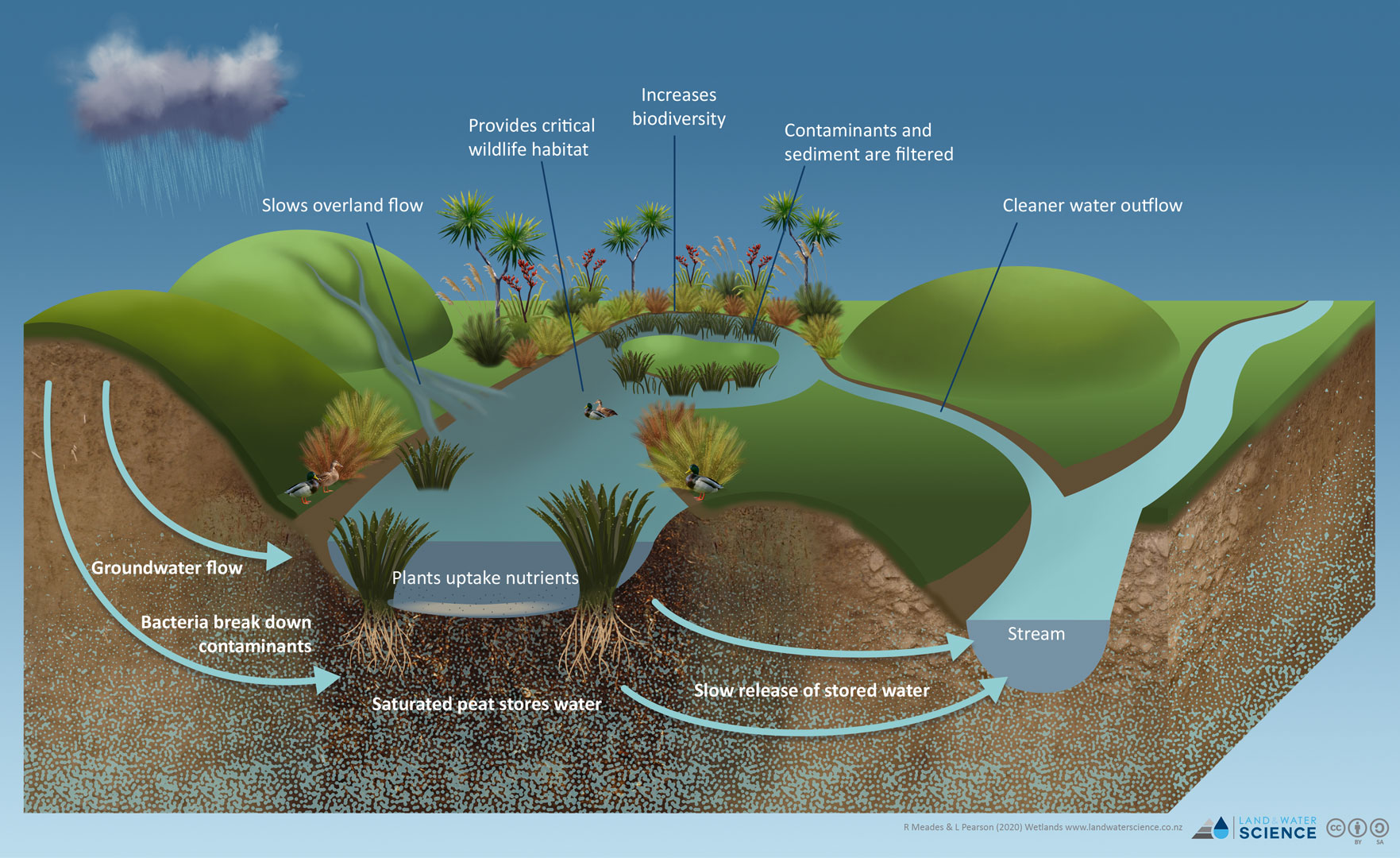 3D-diagram showing the cross section of soil, roots and water flow through a wetland before joining a stream.