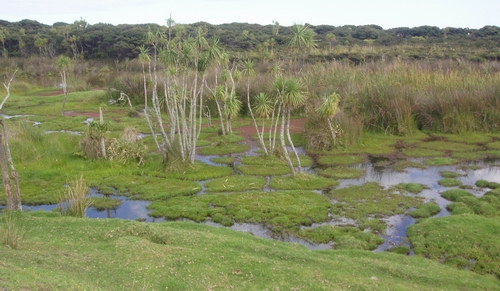 A pond with lots of grassy islands