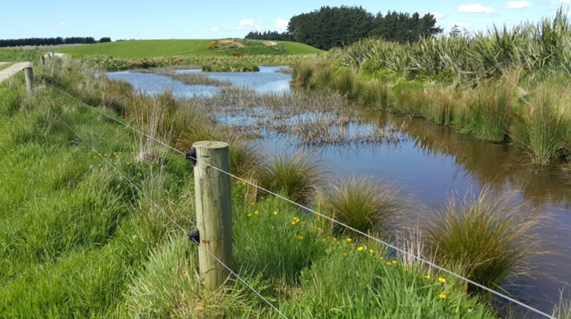 Constructed wetland pond with grasses