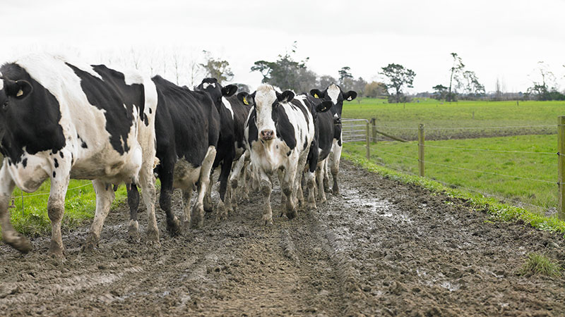Cows walking on a muddy farm track.
