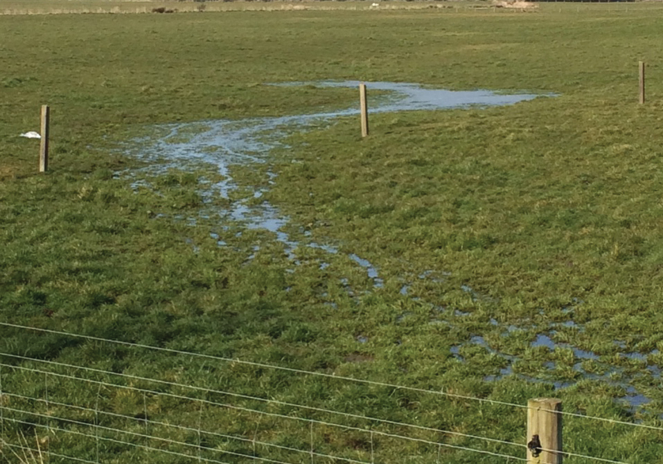 Flooding in a paddock resembling a very shallow river amongst the grass.