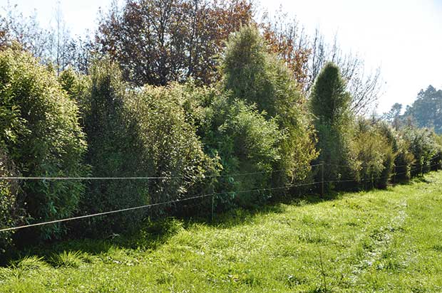 20 meters of fenceline and a varity of tree species about 10 meters tall.