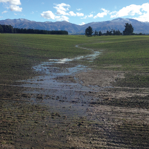 A small amount of flooding in a budding crop paddock.