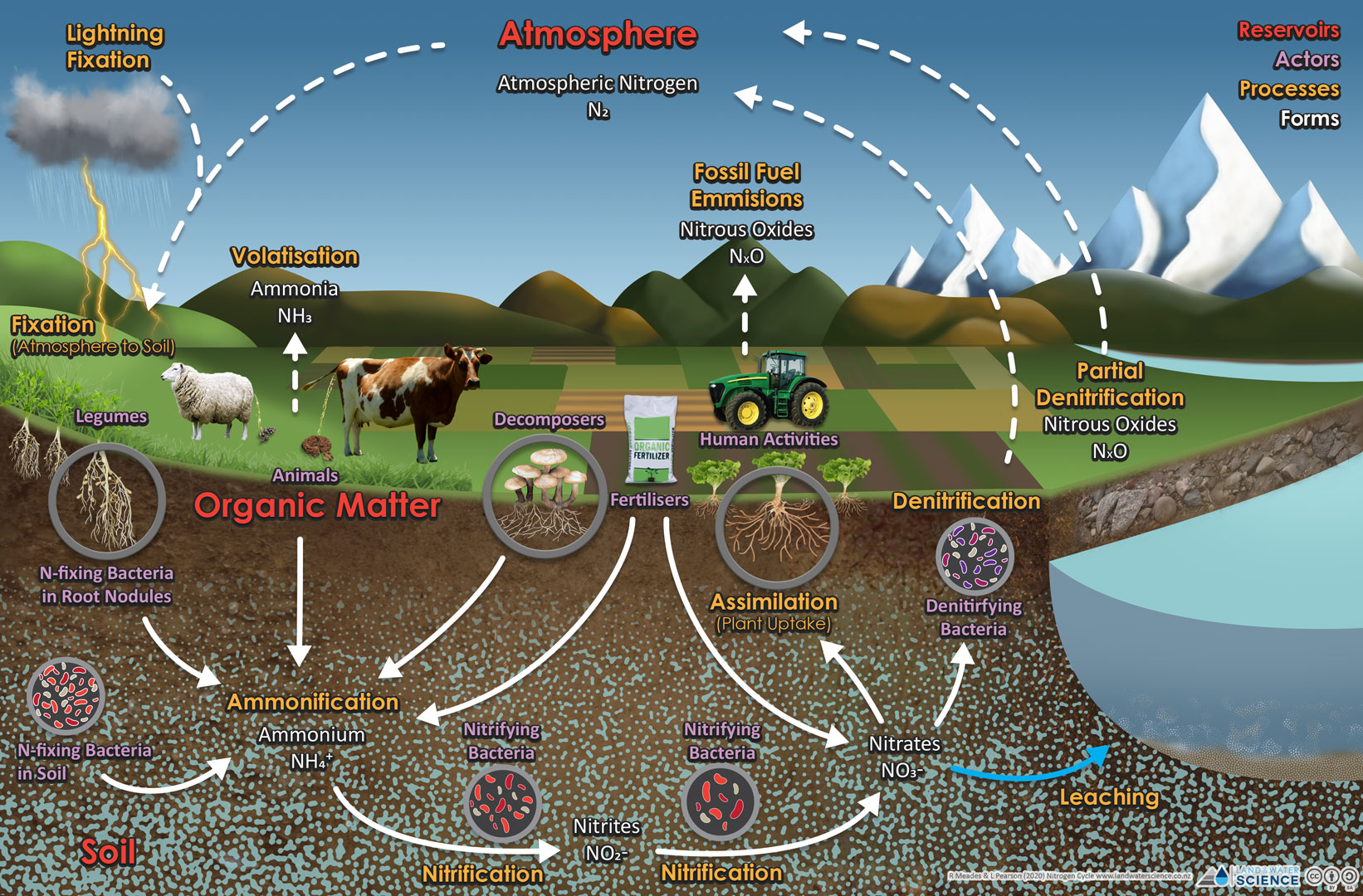 complex nitrogen cycle diagram