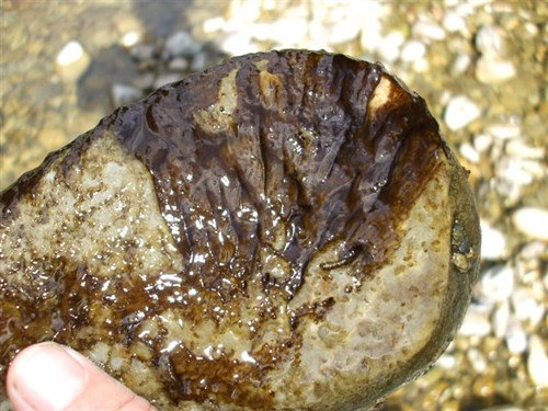 Dark brown seaweed-looking sludge on a river stone.