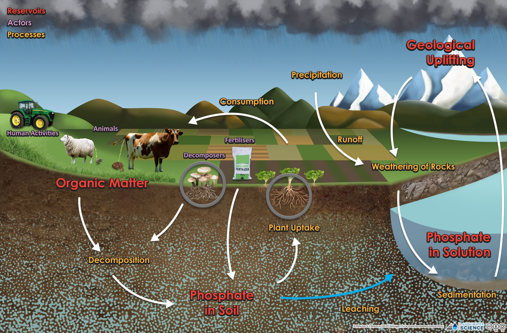 A diagram showing the movement of Phosphorus though the soil, water, and atmosphere.
